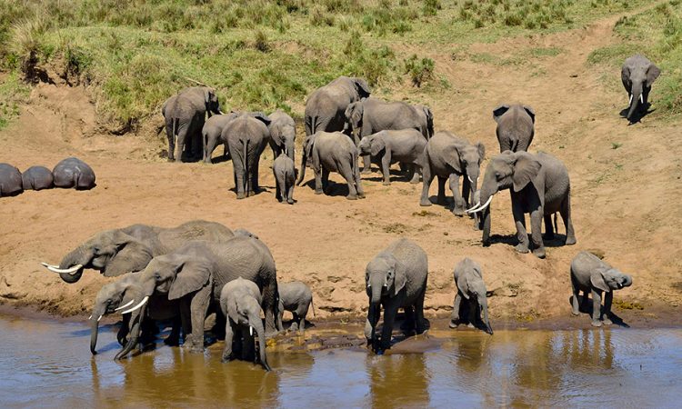 4 day safari volunteer package