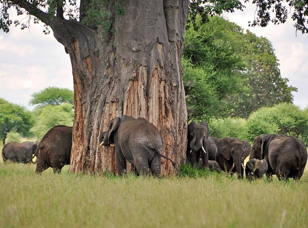 3 day safari tarangire and ngorongoro crater and lake manyara national park